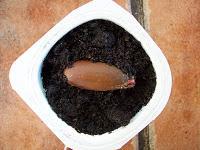 Coscoja (Quercus coccifera) Coscoja (Quercus coccifera)