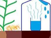 Eficiente sistema riego goteo, solar económico