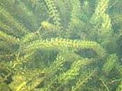Elodea, Alga Acuario