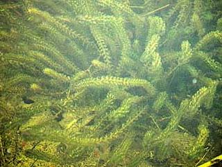 Elodea, Alga de Acuario