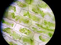 Elodea, Alga de Acuario