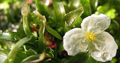 Elodea, Alga de Acuario