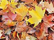 otoño llegado
