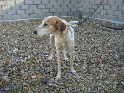 CANELA - mestiza mediana de 5 años - Madrid - Urgente!!