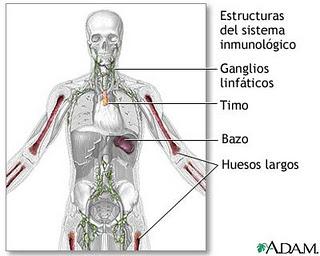 El sistema inmunitario revela edad y longevidad