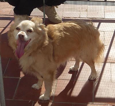 Encontrado en Málaga, zona Capuchinos. Machito sin chip, sociable pero muy asustado.