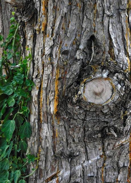 Señales arbóreas. Señales arbóreas.