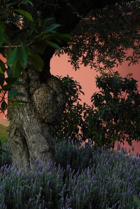 Señales arbóreas. Señales arbóreas.