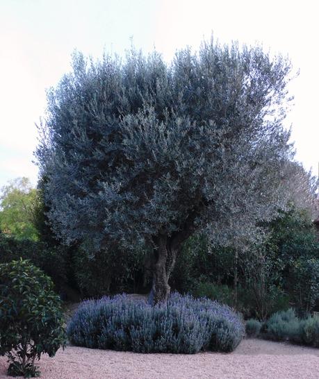 Señales arbóreas. Señales arbóreas.