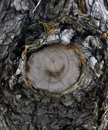 Señales arbóreas. Señales arbóreas.