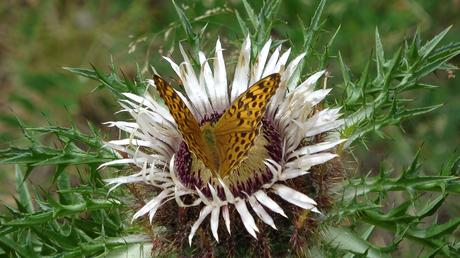 Excursión circular por el bosque de Espot