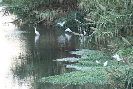 Observación Crepuscular de Aves Acuáticas en el Parc Fluvial Besòs