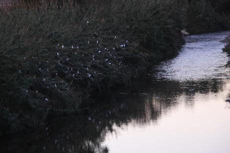 Observación Crepuscular de Aves Acuáticas en el Parc Fluvial Besòs