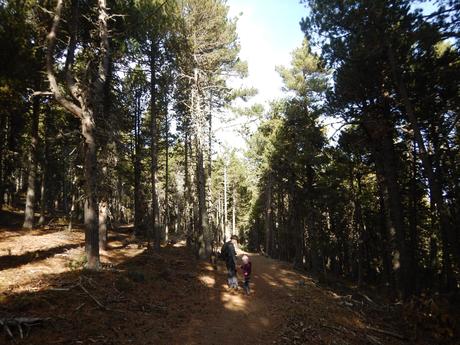 Bosc de Guils Bosc de Guils