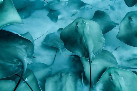 Formación de divemasters e instructores con Drop Dive Maldivas