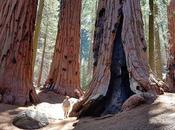 mejores campings Parque Nacional Sequoia