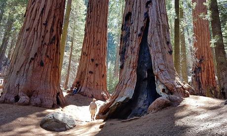 Caminando por el Parque Nacional Sequoia