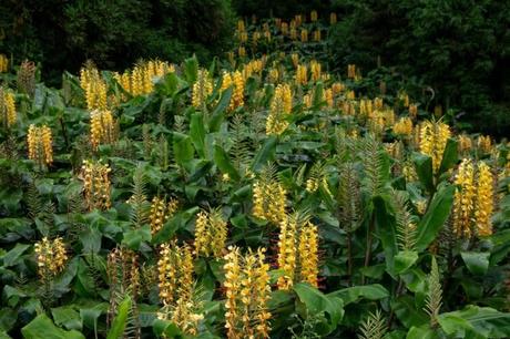 5 plantas y flores para descubrir en las Azores