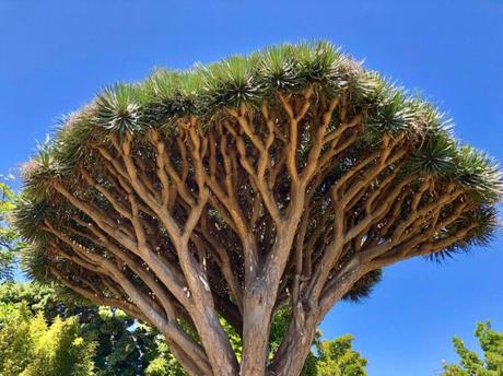 5 plantas y flores para descubrir en las Azores
