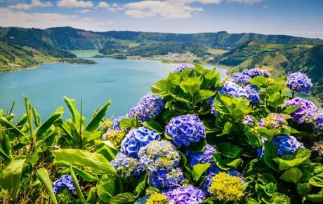 5 plantas y flores para descubrir en las Azores