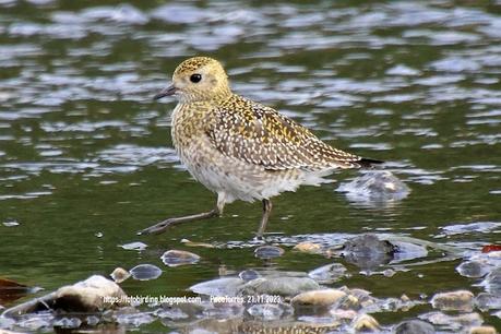 Chorlito dorado en el centro de Sant Adrià