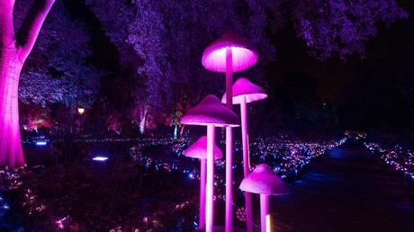 Natura Encesa Barcelona Ilumina la Navidad con una experiencia inmersiva