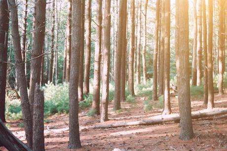 15 mejores cosas para hacer en Brewster (MA)