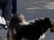 Multas llevar perros sueltos Barcelona: necesitas saber