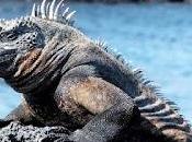 Mundial Evolución: Celebrando Tesoro Natural Islas Galápagos