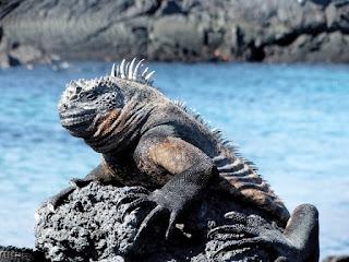 Día Mundial de la Evolución: Celebrando el Tesoro Natural de las Islas Galápagos