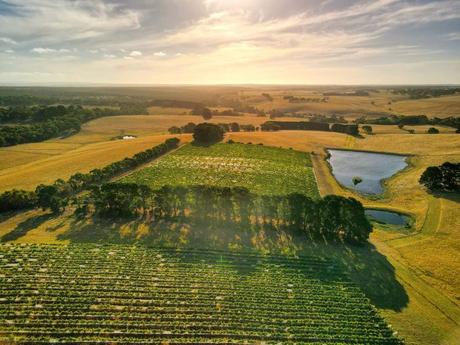 Mejores bodegas cerca de Melbourne Bellbrae