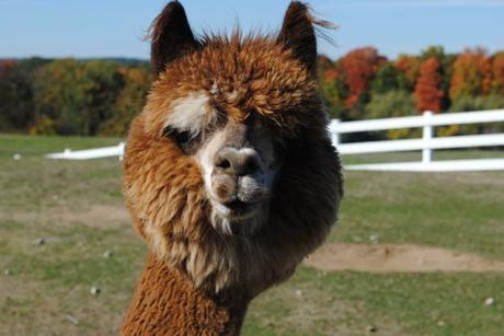 15 mejores cosas para hacer en Groton (MA)