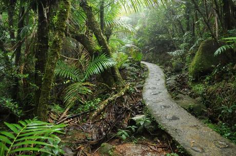 Selva Nacional El Yunque