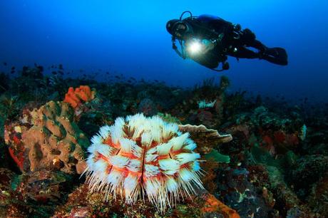 Buceo en el Parque Nacional de Komodo