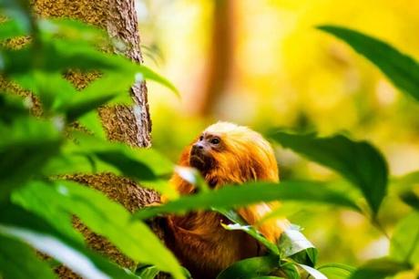 Uno de los monos del Biodôme de Montreal.