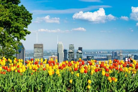 Los coloridos macizos de tulipanes de Montreal, Canadá
