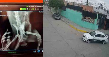 (video) Taxista atropella a perro con aparente intención en la capital potosina