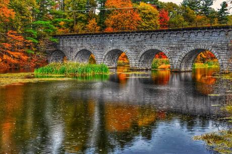 Bosque de Edmund Hill
