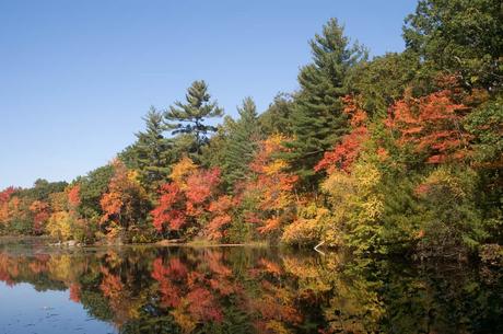 15 mejores cosas para hacer en North Reading (MA) Bosque Estatal Harold Parker