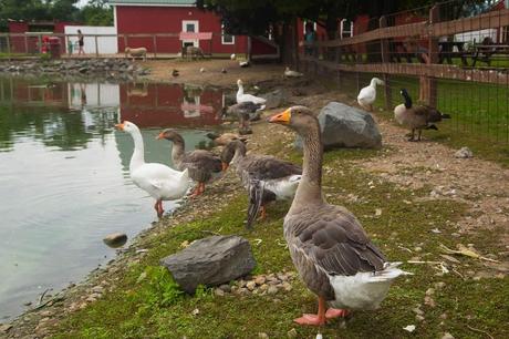 15 mejores cosas para hacer en South Hadley (MA) Granja de McCray
