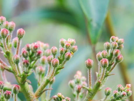 15 mejores cosas para hacer en Leicester (MA) laurel de montaña