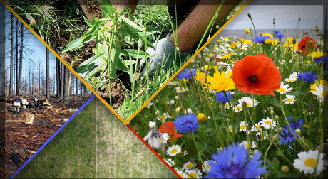 Más de 600.000 árboles plantados gracias al proyecto de reforestación de Los Bosques de Aloy AloysForest_01