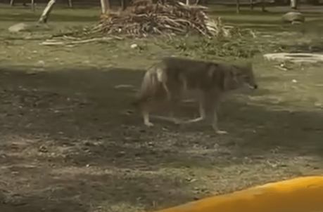 (video) Coyote Avistado Deambulando en el Bulevar Río Santiago