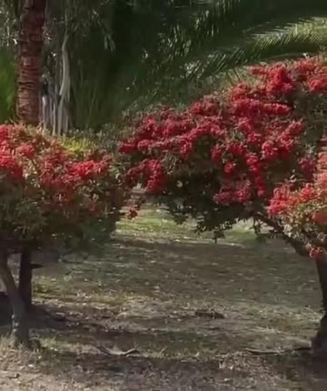 (video) Coyote Avistado Deambulando en el Bulevar Río Santiago