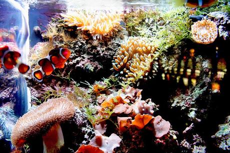 Acuario de Atlantic City