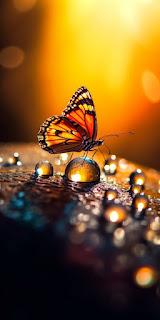 5.675 - NO TE OLVIDO, MARIPOSA...