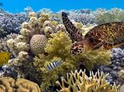 Gran Barrera Coral: mayor Ecosistema Vivo Tierra