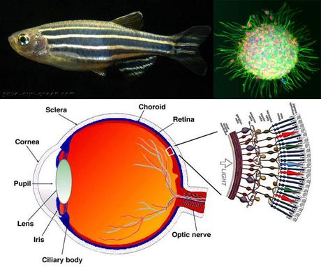 Edición genética para convertir células de la retina en neuronas y recuperar la vista