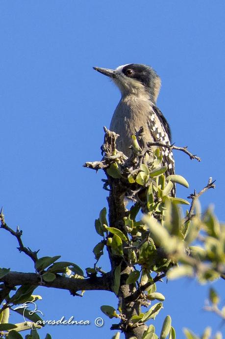 Carpintero del cardón (White-fronted Woodpecker) Melanerpes cactorum