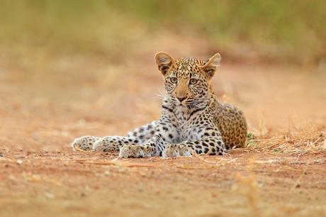 Los 8 lugares más bellos para visitar en Zimbabwe Leopardo africano de un año, Panthera pardus shortidgei, Parque Nacional Hwange, Zimbabwe. Gran gato salvaje en hábitat natural. Día soleado en la sabana.